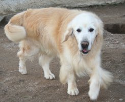 Du Domaine Des Clayeux, levage de Golden Retriever