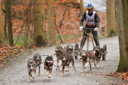 Menez Des Glaziks, levage de Husky Siberien