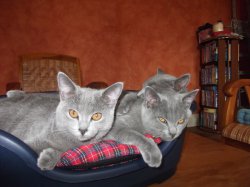 Les Chartreux Des Accins De Bourg, levage de Chartreux