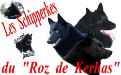 Du Roz De Kerhas, levage de Schipperke