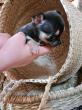 De L'arche De Florette, élevage de Chihuahua à Poil Court