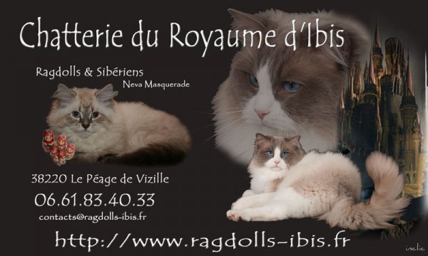 Du Royaume D'ibis, levage de Ragdoll