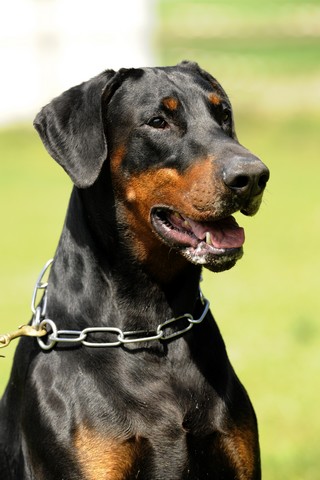 Vom Gebrannten Walde, levage de Dobermann