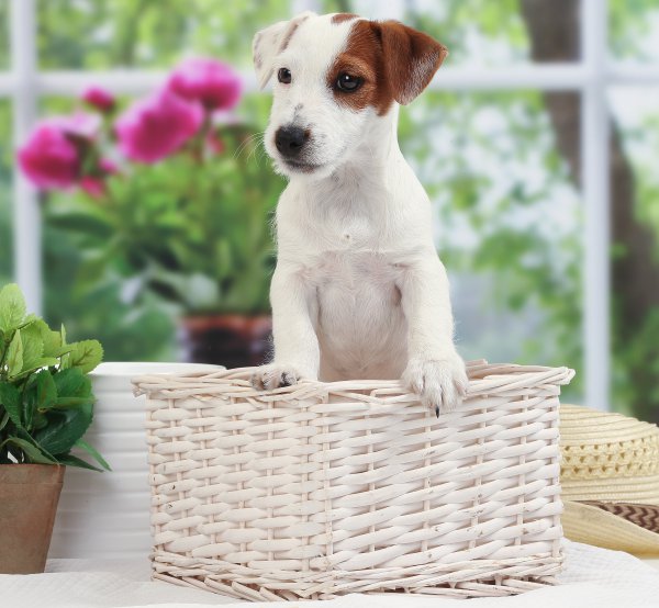 Vom Gebrannten Walde, levage de Jack Russell Terrier