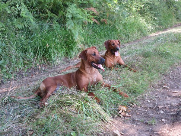 Elevage: Des Prouillacs, levage de Rhodesian Ridgeback