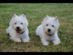 De Souffle  Mistral, élevage de West Highland White Terrier