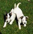 Les Petites Nouches, élevage de Parson Russell Terrier