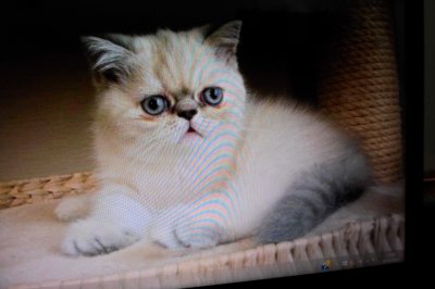 Exo D'or, levage d'Exotic Shorthair