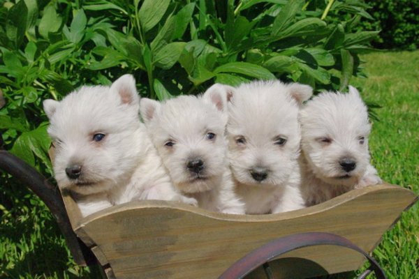 Siret:31622589500010, levage de West Highland White Terrier