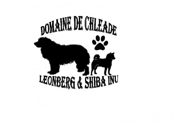 Domaine De Cleade, élevage de Leonberg