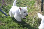 La Seigneurie Du Domaine D'éole, élevage de West Highland White Terrier