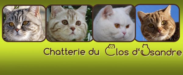 Afficher le site de l'levage Chatterie Du Clos D'isandre