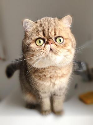 Nice Cats, levage d'Exotic Shorthair