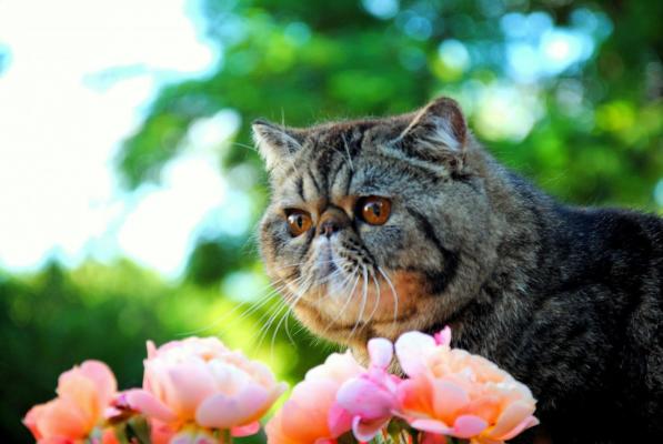 Chester Cat's, levage d'Exotic Shorthair