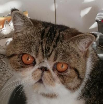 Nuits D'alloween, levage d'Exotic Shorthair