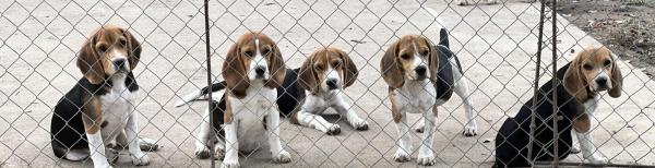 Des Hauts De Milhac, élevage de Beagle