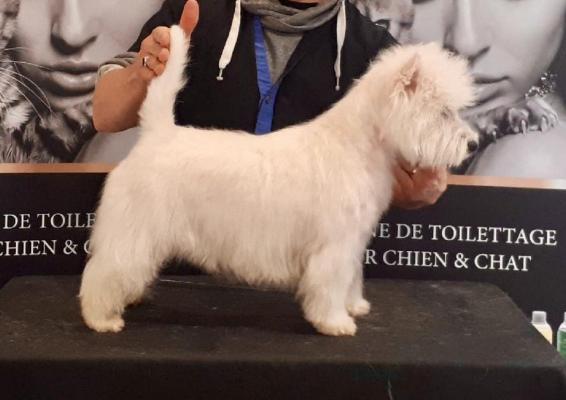 Des Sentiers Du Perche, levage de West Highland White Terrier