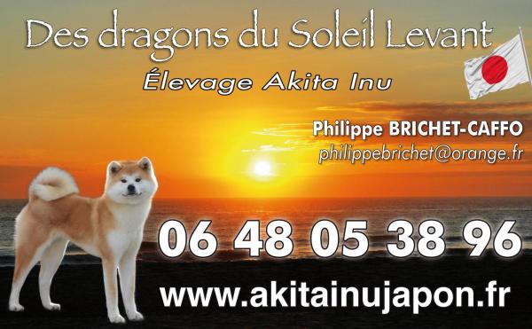 Elevage Des Dragons Du Soleil Levant, élevage d'Akita Inu