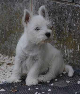 Like A Fairy Tale, levage de West Highland White Terrier