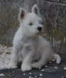 Like A Fairy Tale, élevage de West Highland White Terrier