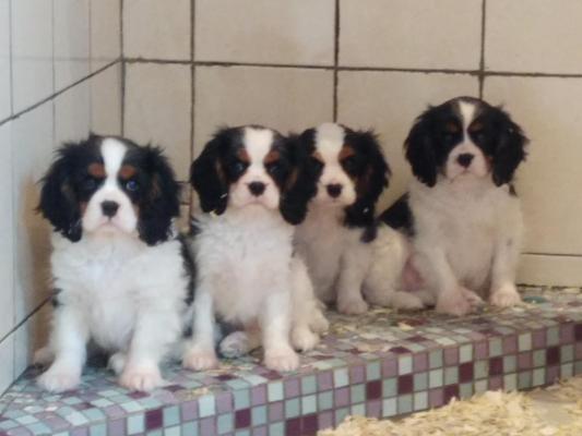 Rosewesternranch, levage de Cavalier King Charles Spaniel