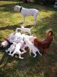 Dogos Del Sol De May, élevage de Dogue Argentin