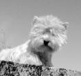 Des Ormeaux D'antan, élevage de West Highland White Terrier