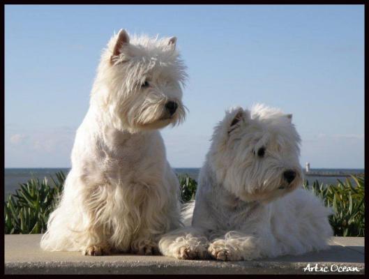 Olipins, levage de West Highland White Terrier