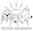 Du Mas Ensoleillé, élevage de Jack Russell Terrier