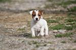 Of Spirit Mountain, élevage de Jack Russell Terrier