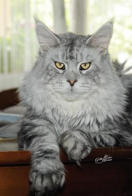 Cattery Coon's, levage de Maine Coon