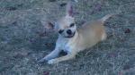 Of Blue Shadow, élevage de Chihuahua à Poil Court