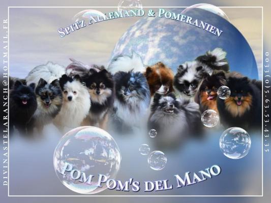 Pom Pom's Del Mano, levage de Spitz Nain