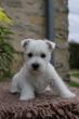 Quentin's Touch, élevage de West Highland White Terrier
