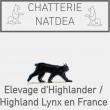 Natdéa, élevage de Highland Lynx