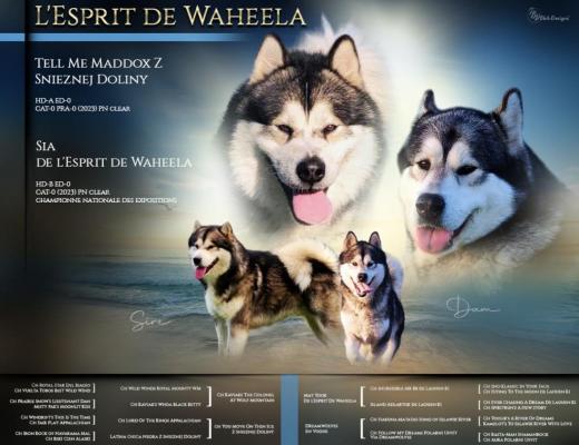 De L'esprit De Waheela, élevage de Malamute De L'alaska