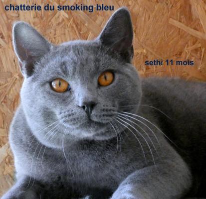 Du Smoking Bleu, levage de Chartreux