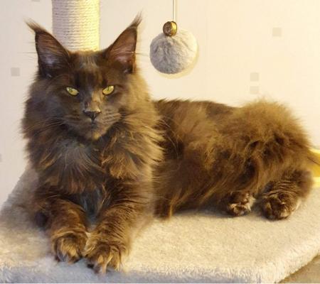 Chatterie Des Troyes Coons, levage de Maine Coon