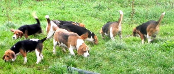 Les Quatre Jeudis, levage de Beagle