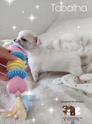 Charlotte Little Doggy, élevage de Chihuahua à Poil Court