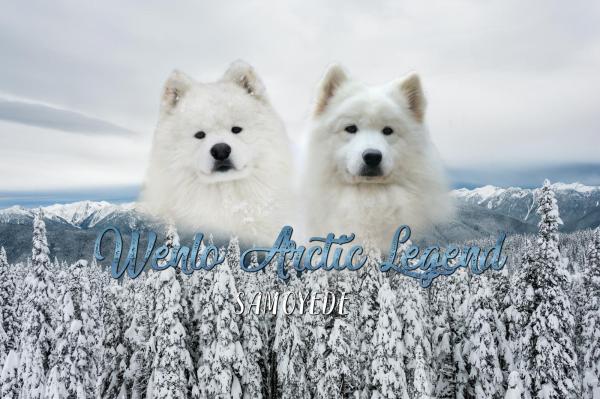 Wenlo Arctic Legend, levage de Samoyde