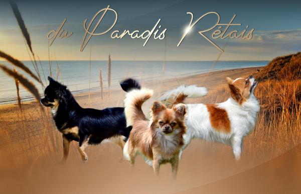 Du Paradis Rétais, élevage de Chihuahua à Poil Long
