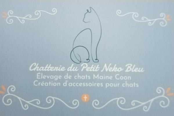 Chatterie Du Petit-neko-bleu, levage de Maine Coon