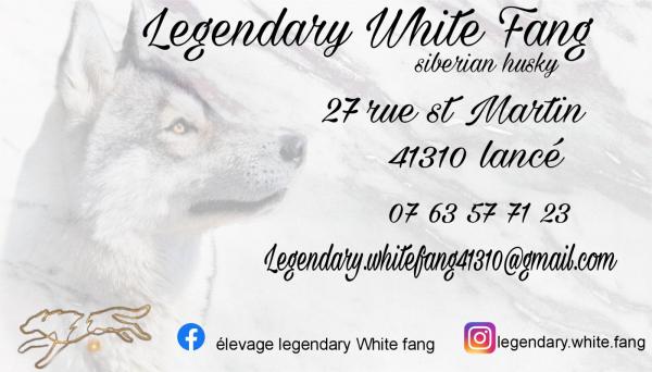 Légendary White Fang, élevage de Husky Siberien