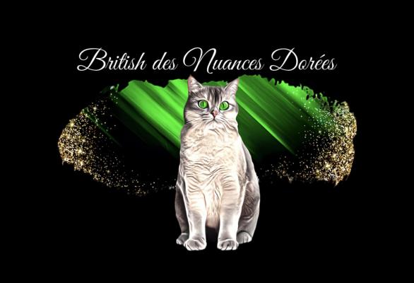 British Des Nuances Dores, levage de British Shorthair