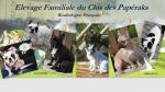 Clos Des Papéraks, élevage de Bouledogue Français