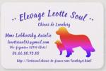 Leotte Soul, élevage de Leonberg