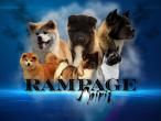 Rampage Spirit, élevage d'Akita Americain
