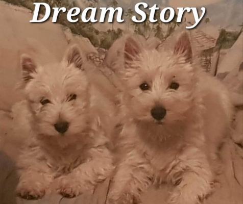 Dream Story, levage de West Highland White Terrier