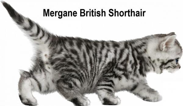 Mergane, levage de British Shorthair